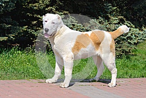 Central Asian Shepherd Dog looks in camera.