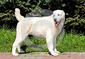 Central Asian Shepherd Dog looks right. photo