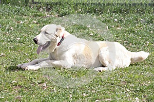 Central asian shepherd dog is lying on a green grass in the spring park and looking away. Alabay or aziat. Pet animals