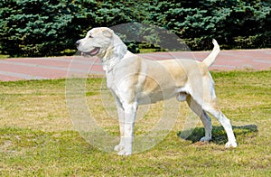 Central Asian Shepherd Dog profile.