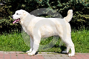 Central Asian Shepherd Dog in profile.