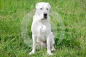 Central Asian Shepherd Dog puppy is sitting on a green grass.