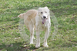 Central asian shepherd dog is standing on a green grass in the spring park and looking at the camera. Alabay or aziat