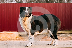 Central Asian Shepherd Dog Standing In Village Yard. Alabai Dog