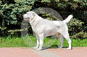 Central Asian Shepherd Dog stands in profile.