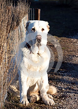 Central asian shepherd dog. White Alabai sits near a fence in the yard. Protects the territory. Looking at the camera