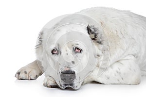 Central Asian Shepherd Dog on white background