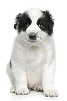 Central asian shepherd puppy