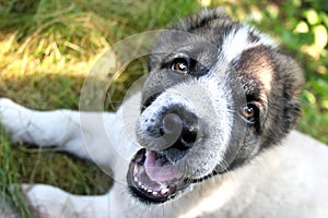 Central Asian Shepherd puppy