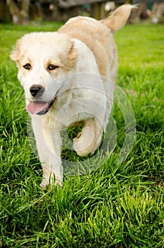 Central Asian Shepherd Puppy