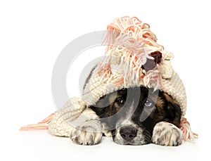 Central Asian Shepherd puppy in hat