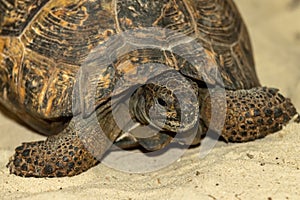 Central Asian steppe turtle