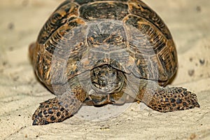 Central Asian steppe turtle