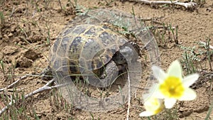 Central Asian tortoise 50p