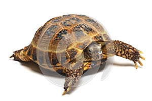 Central Asian tortoise (Agrionemys horsfieldii)