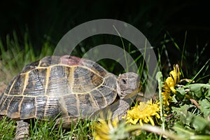 Central Asian tortoise eats yellow dandelion flowers on the street. Pet portrait