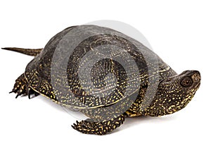 Central Asian tortoise, lat. Emys orbicularis, isolated on white background photo