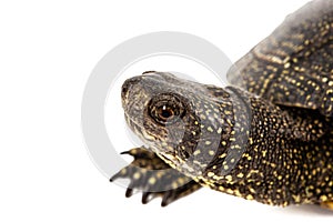 Central Asian tortoise, lat. Emys orbicularis, isolated on white background