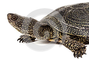 Central Asian tortoise, lat. Emys orbicularis, isolated on white background