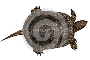 Central Asian tortoise, lat. Emys orbicularis, isolated on white background