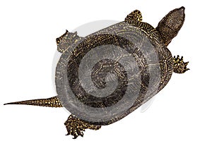 Central Asian tortoise, lat. Emys orbicularis, isolated on white background photo