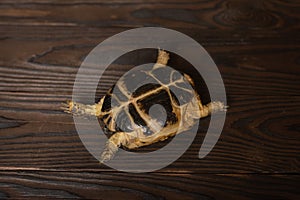 Central Asian tortoise or steppe tortoise helplessly lying upside down