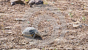 Central Asian tortoise walks through the steppes of Kazakhstan in search of food