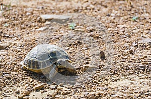 Central Asian tortoise walks through the steppes of Kazakhstan in search of food
