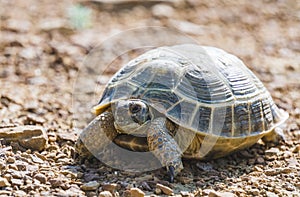 Central Asian tortoise walks through the steppes of Kazakhstan in search of food