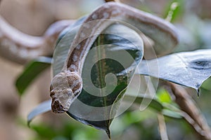 Central Australian Carpet Python, Morelia bredli