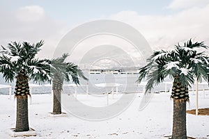 The central beach of Gelendzhik with palm trees and the Markotkh Range in the background during the winter season.