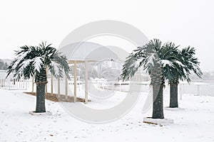 Central beach with palm trees during the snow in the city of Gelendzhik.