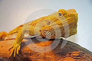 Central Bearded Dragon