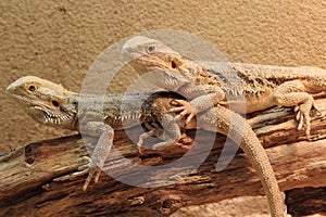 Central bearded dragon