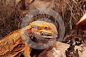 The Central Bearded Dragon , or Dragon Agama Pogona vitticeps feeding the insect in the dry habitat. Agama portrait