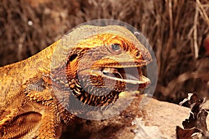 The Central Bearded Dragon , or Dragon Agama Pogona vitticeps feeding the insect in the dry habitat. Agama portrait