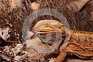 The Central Bearded Dragon , or Dragon Agama Pogona vitticeps feeding the insect in the dry habitat. Agama portrait