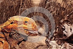 The Central Bearded Dragon , or Dragon Agama Pogona vitticeps feeding the insect in the dry habitat. Agama portrait