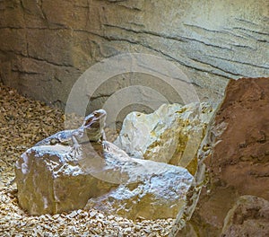 Central bearded dragon lizard standing on a rock, popular reptile pet from Australia