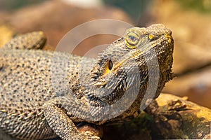 Central bearded dragon pagona vitticeps