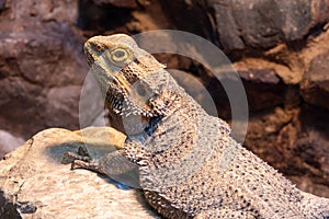 Central bearded dragon pagona vitticeps