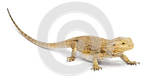 Central Bearded Dragon, Pogona vitticeps