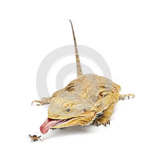 Central Bearded Dragon, Pogona vitticeps