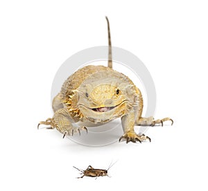 Central Bearded Dragon, Pogona vitticeps photo