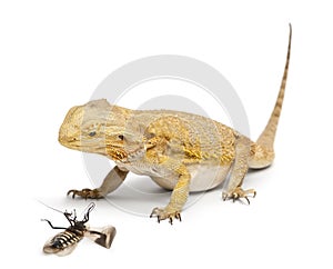 Central Bearded Dragon, Pogona vitticeps photo