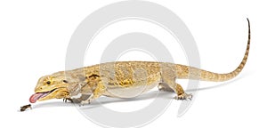 Central Bearded Dragon, Pogona vitticeps photo