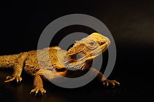 The Central Bearded Dragon Pogona vitticeps is calm lizzard often in human care.