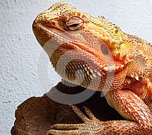 Central bearded dragon on rock