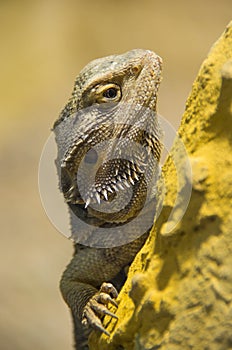 Central bearded dragon on a rock