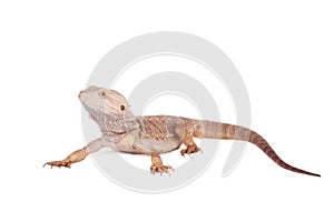 Central Bearded Dragon on white background